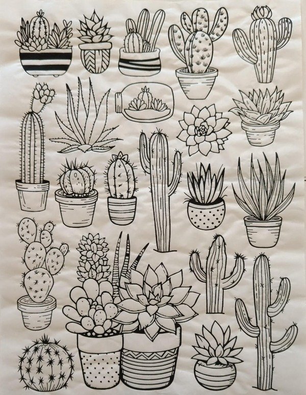 Producto - Cactus y suculentas # 2