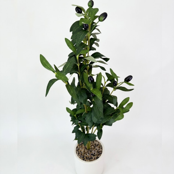 Producto - Olivo 75cm - 1