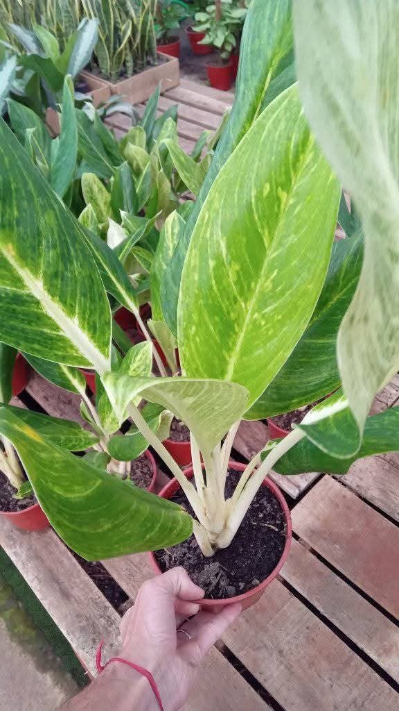 Producto - Aglaonema King of Siam - 0
