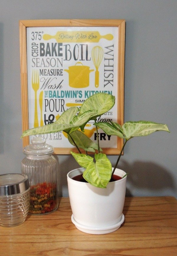 Producto - Syngonium claro