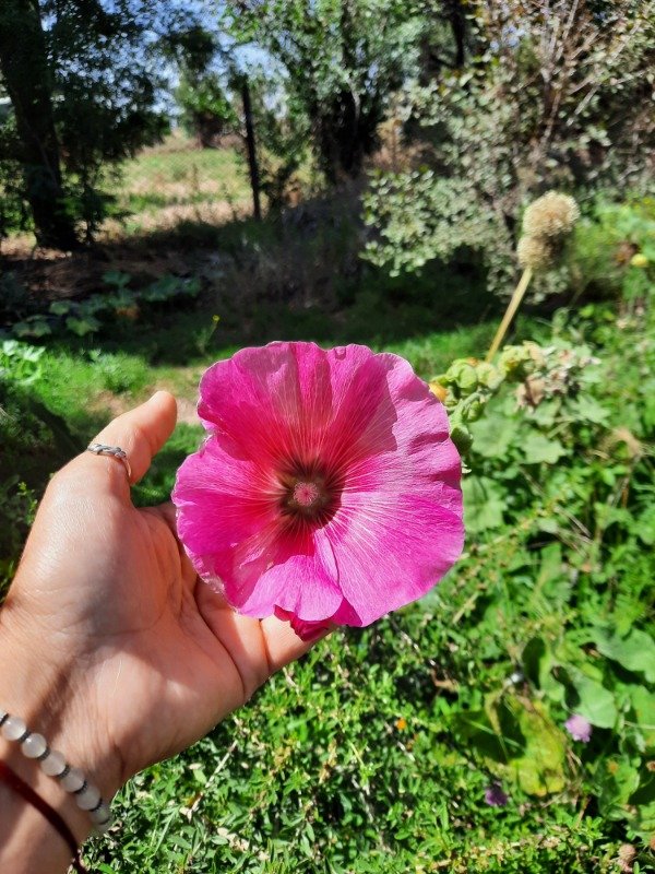 Producto - Malva Real Rosada, Hollyhock