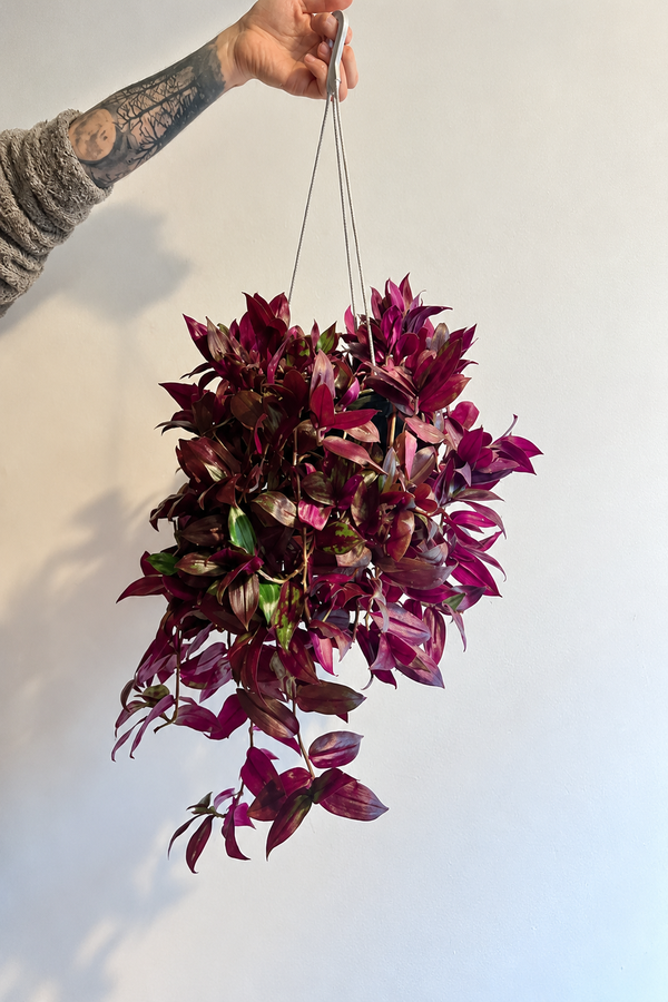 Producto - Tradescantia Colgante