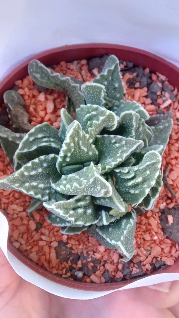 Producto - Faucaria