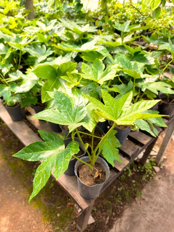 Producto - Aralia sealbody - Maceta 12