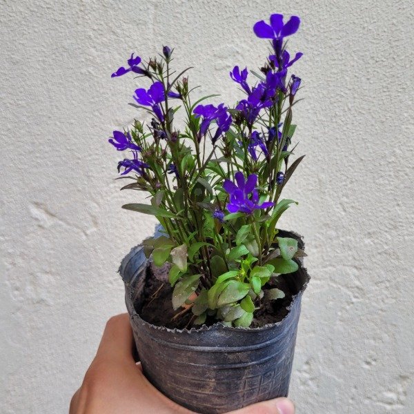 Producto - Lobelia
