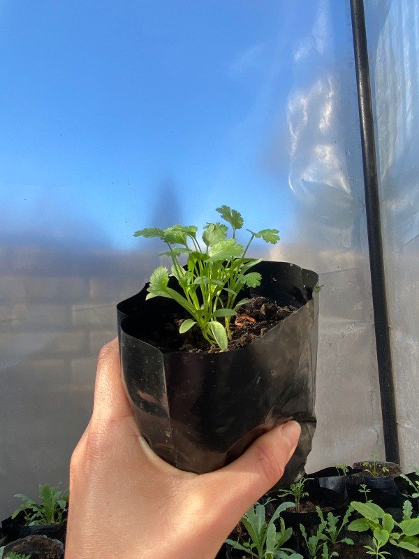 Producto - Plantines agroecologicos de cilantro