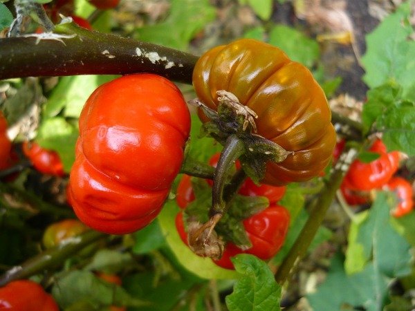 Producto - Berenjena Red Ruffed