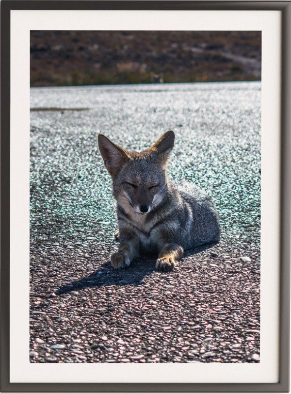 Producto - Zorrito