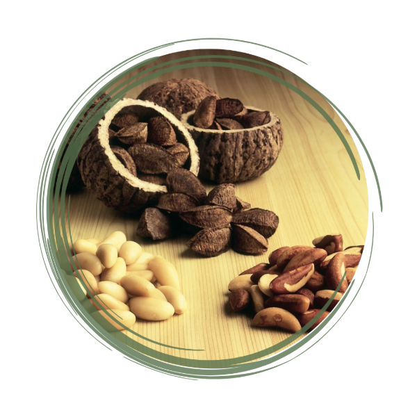 Producto - Castañas de Pará o Nuez de Brasil