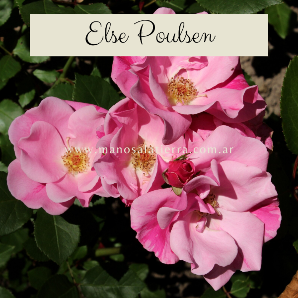 Producto - Rosal Else Poulsen