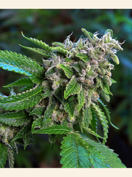Producto - OG 234 x5 - Silver River Seeds