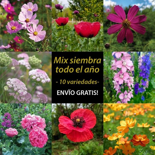 Producto - Mix todo el año - 10 variedades - Envío GRATIS!