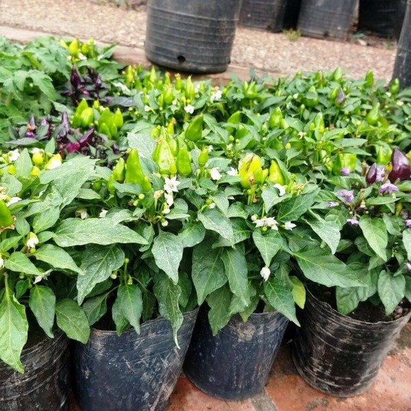 Producto - Ají Picante - Ornamental y Comestible