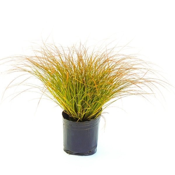 Producto - Carex testacea