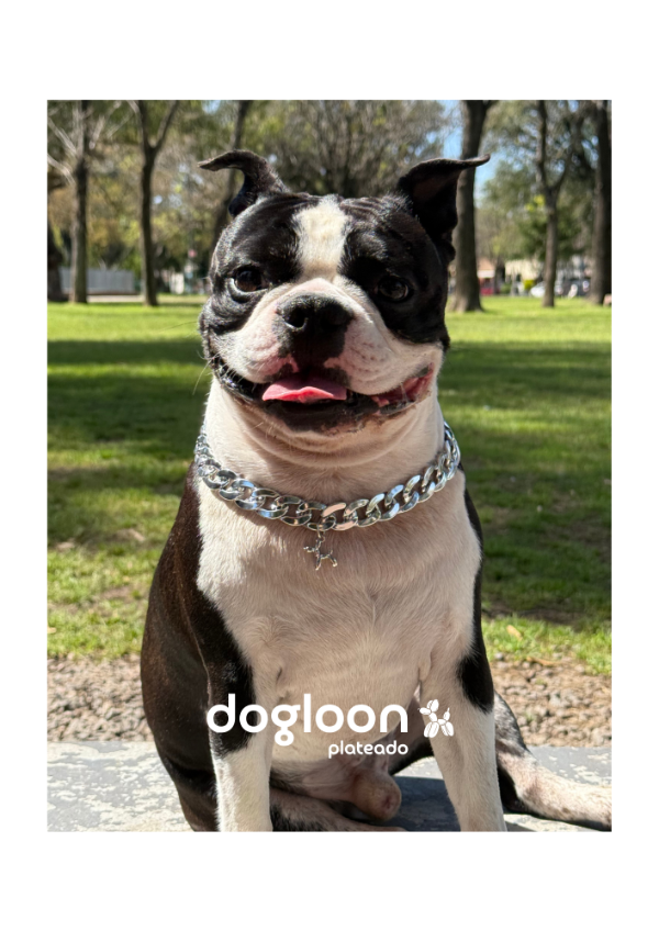 Producto - Dogloon Plateado