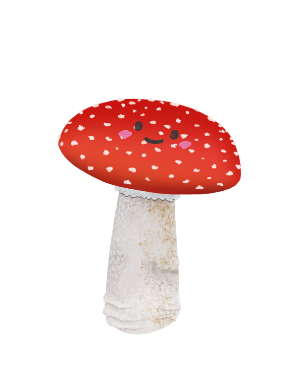 Producto - Hongo Amanita