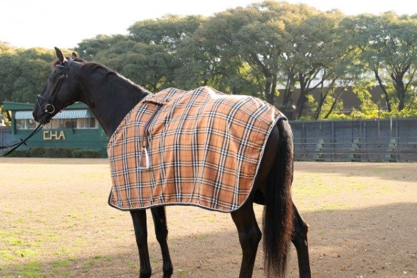 Producto - Manta Burberry