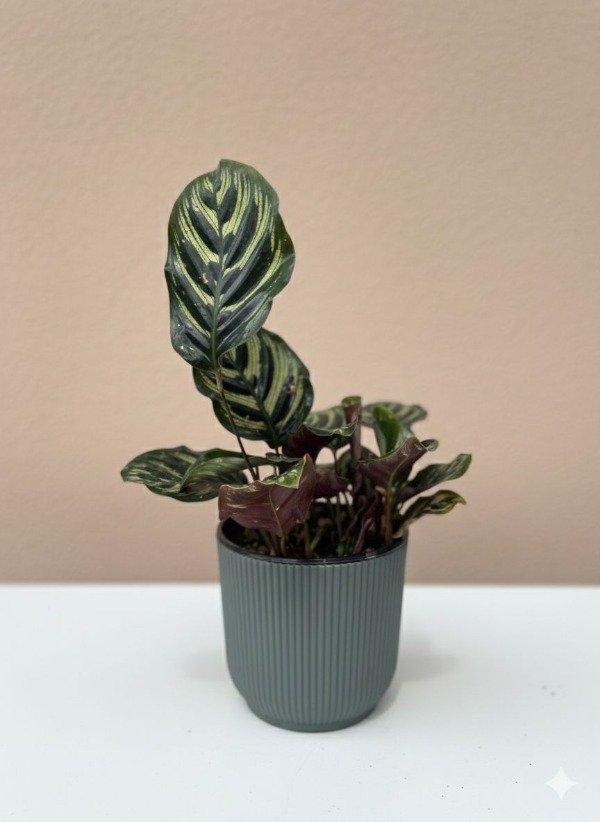 Producto - Calathea Makoyana