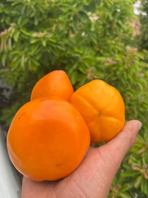 Producto - SEMILLAS DE TOMATE AMANDA SMAIDS HEIRLOOM