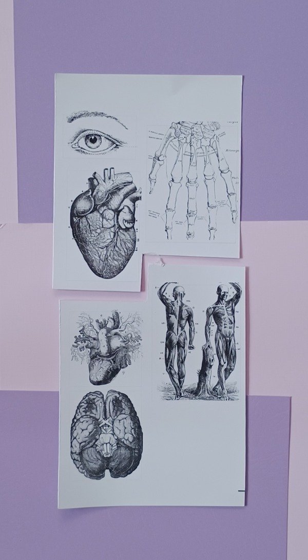 Producto - Set huesos