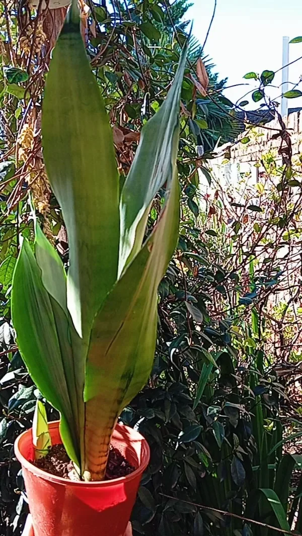 Producto - Sansevierieria plateada