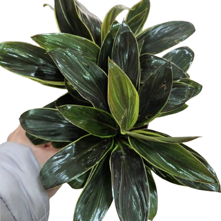 Producto - Dracena Baby Compacta M10