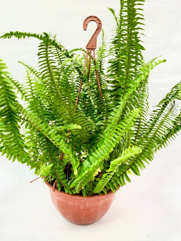 Producto - Helecho en bols numero 18