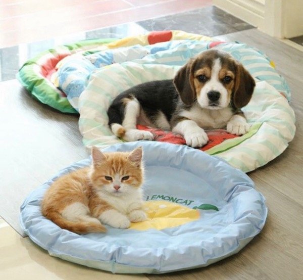 Producto - Camas refrigeradas