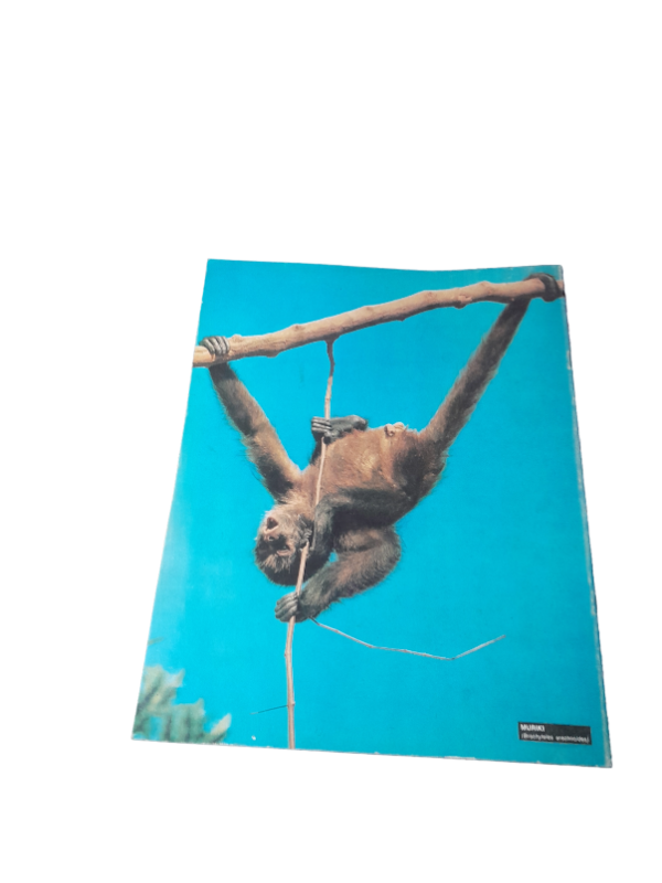 Miniatura de producto - 7