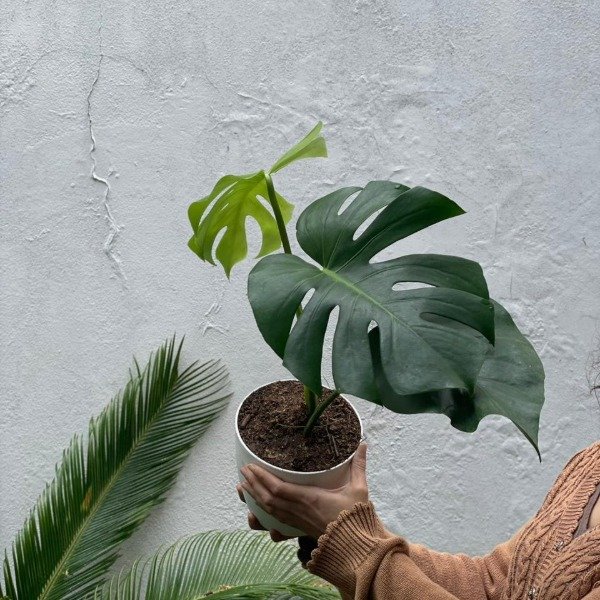 Producto - Monstera + premium 16