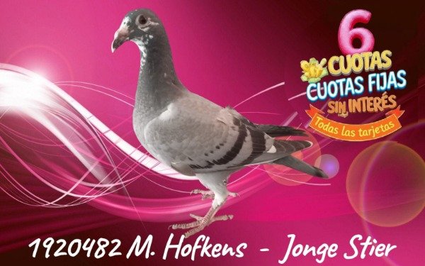 Producto - 1920482 M   Hofkens - Jonge Stier
