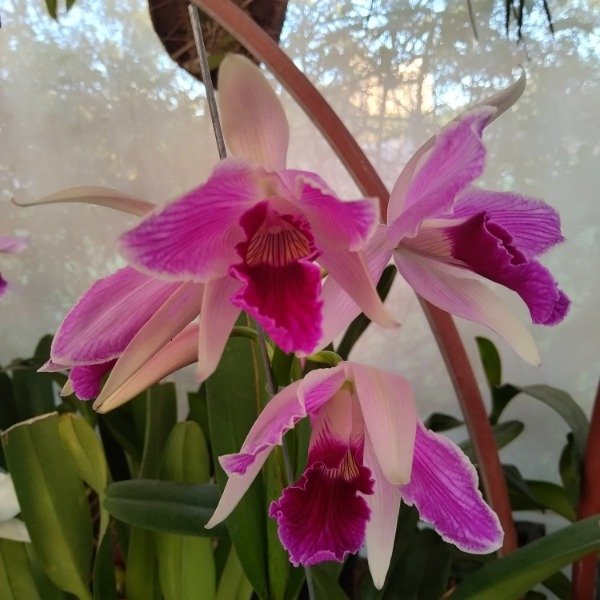 Producto - Laelia Purpurata Vinicolor - 0