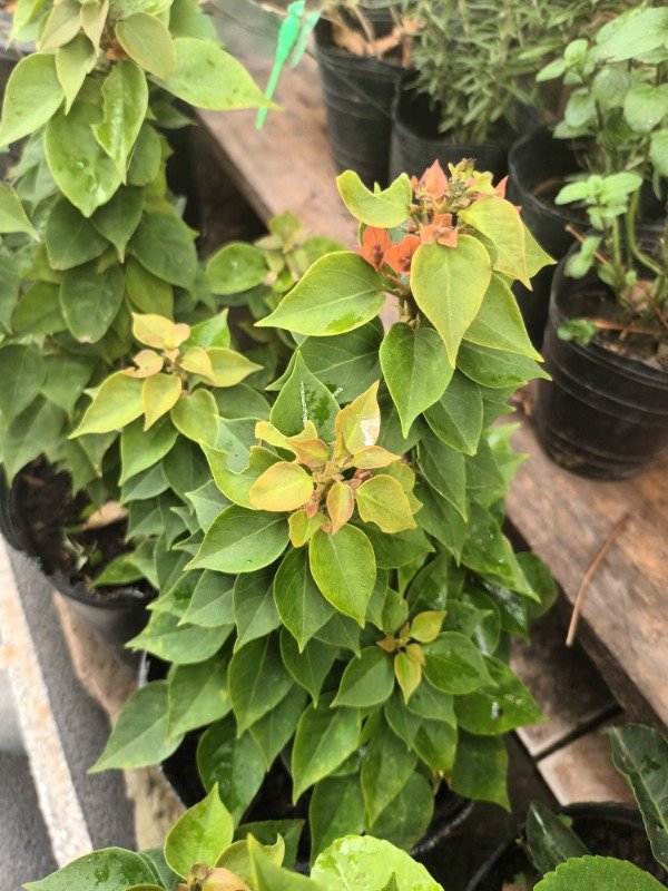 Producto - Santa Rita Enana - 1