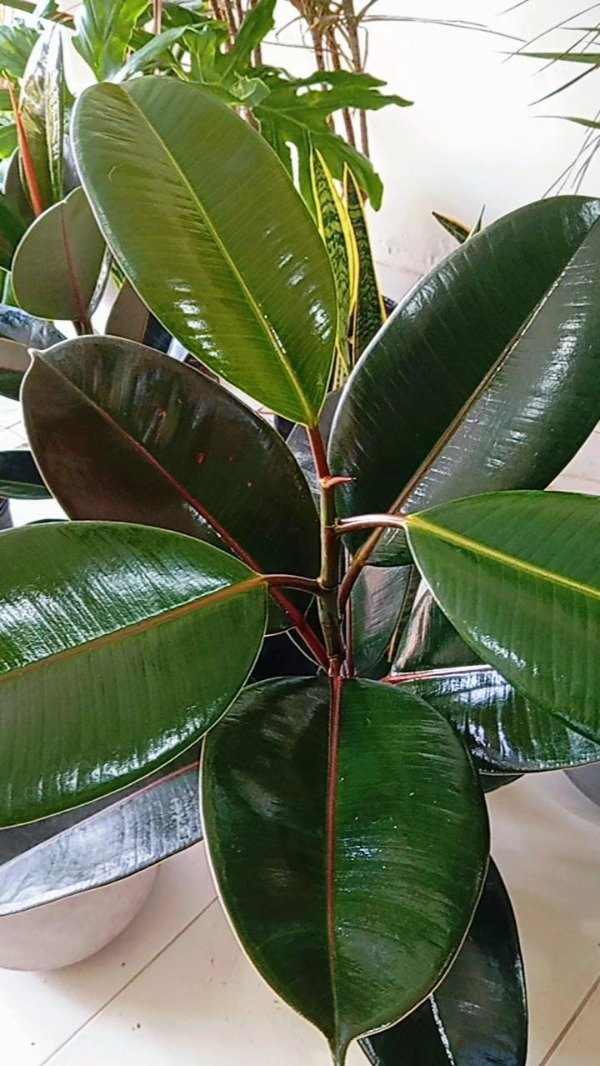 Producto - Ficus elástica