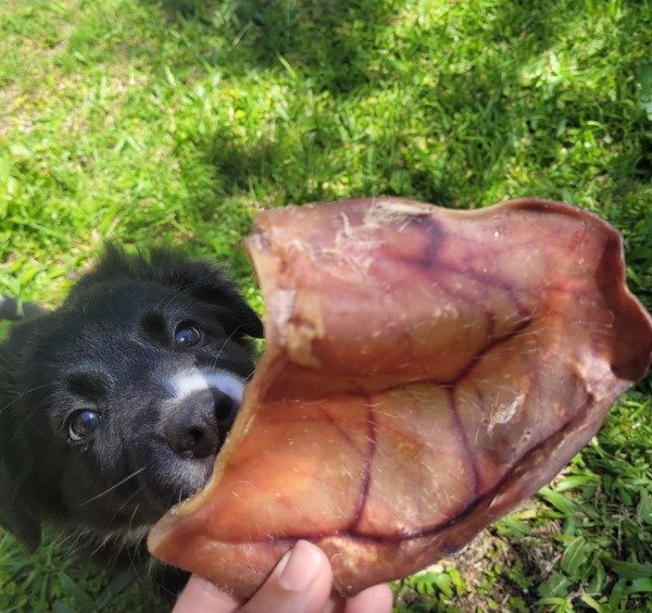Producto - Orejas de chancho