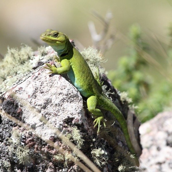 Miniatura de producto - 12