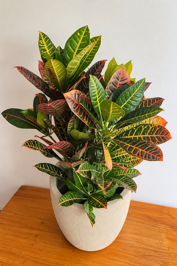 Producto - Croton Petra Grande - 0