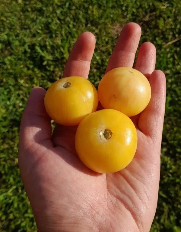 Producto - 15 Semillas de Tomate Indian Moon