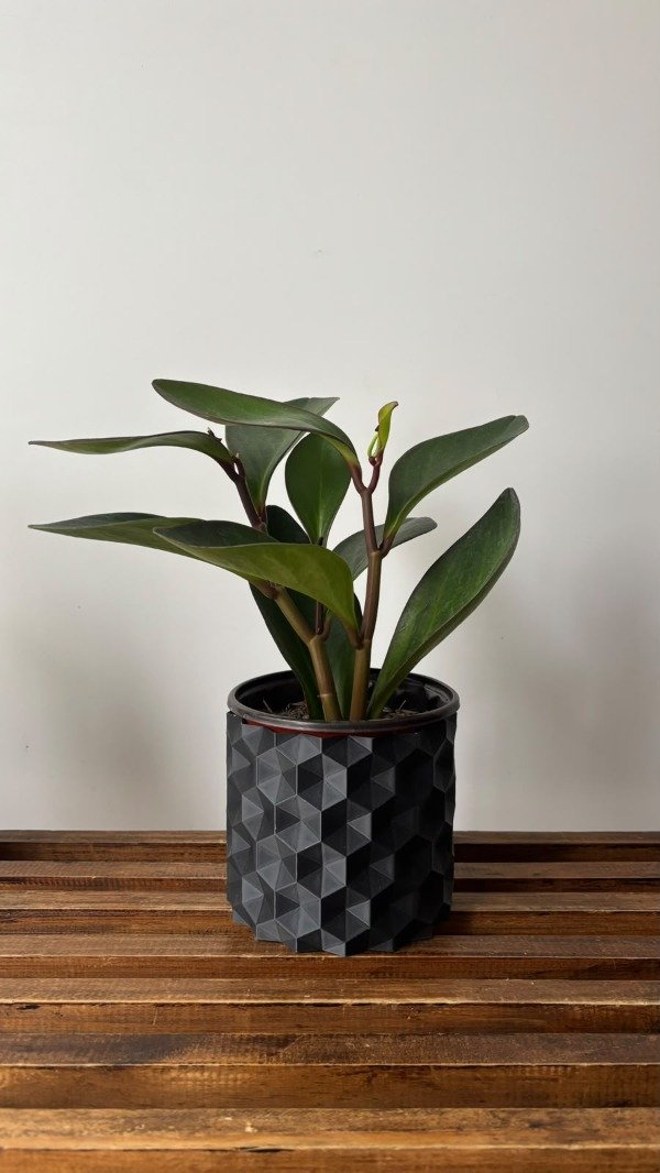 Producto - Maceta Monaco + Peperomia - 1