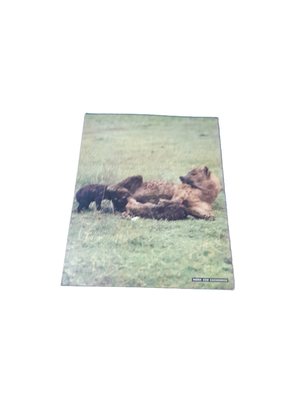 Miniatura de producto - 7