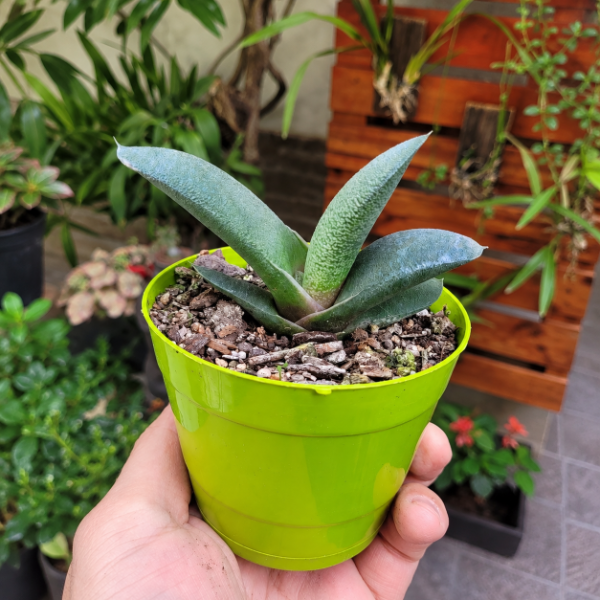 Producto - Gasteria