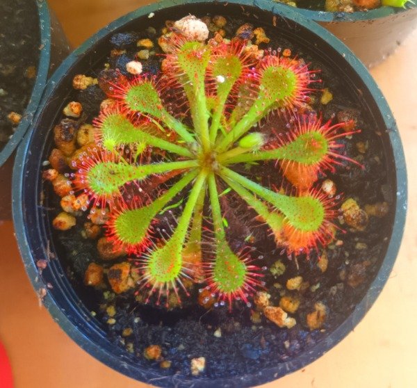 Producto - Drosera - 0