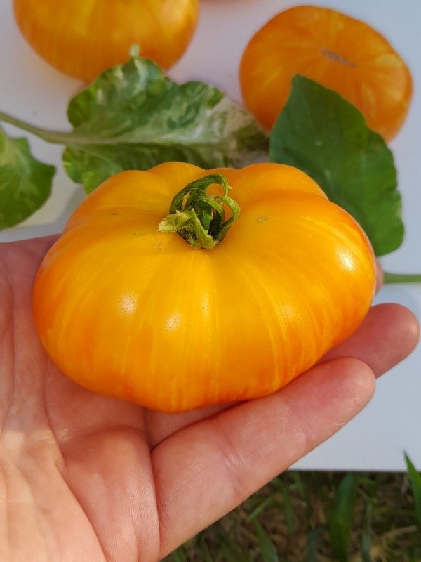 Producto - Tomate Enano Nimu Variegado - 1