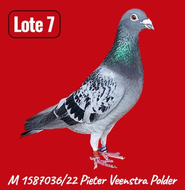 Producto - LOTE 7 1587036 / 22