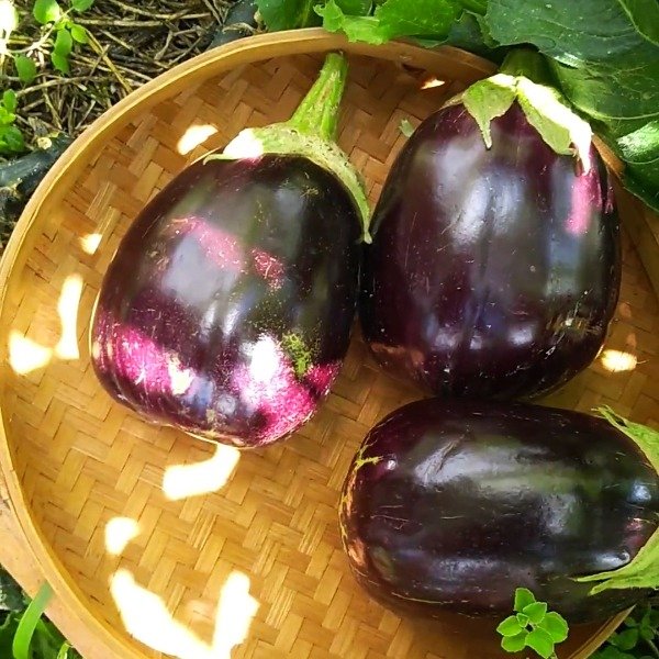 Producto - Berenjena Black Beauty