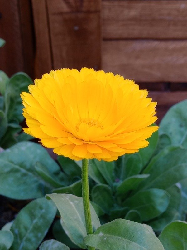 Producto - Semillas de Calendula - 2