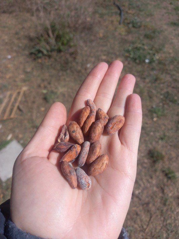 Producto - Semillas de Cacao 100grs. NUEVO