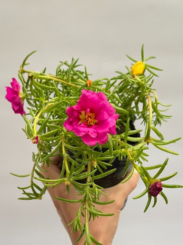 Producto - Portulaca en maceta N12