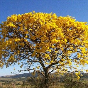 Producto - Handroanthus chrysotrichus (Lapacho amarillo)