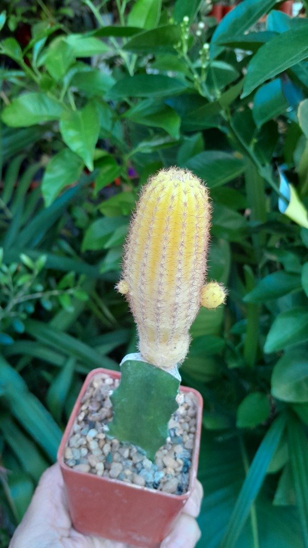 Producto - Chamaecereus Variegado